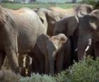οικογένεια ελέφαντας